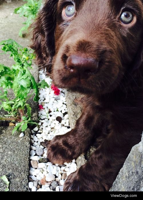 My nine week old working cocker spaniel, Monty. Don’t let the…