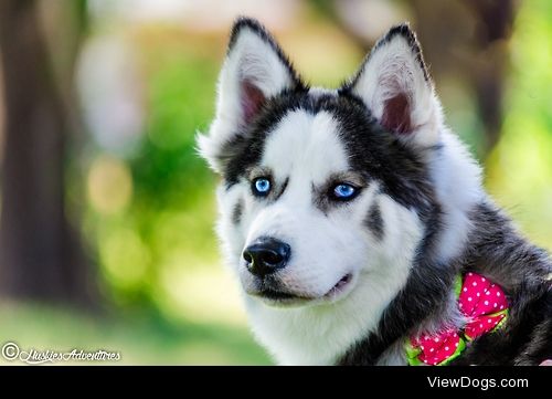 huskiesadventures:

Meet Bella, This beautiful girl came to my…