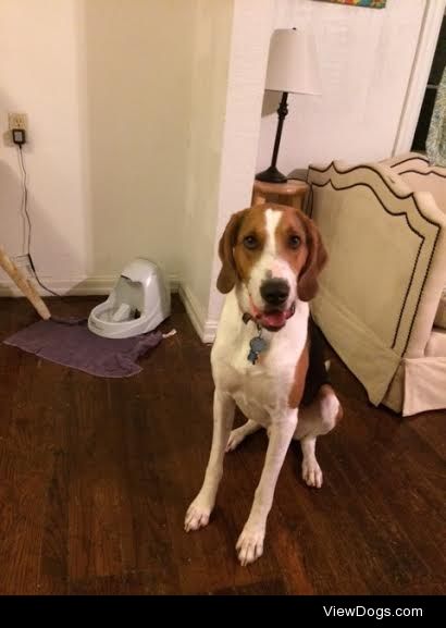 Jack attack, the Treeing Walker Coonhound, looking handsome as…