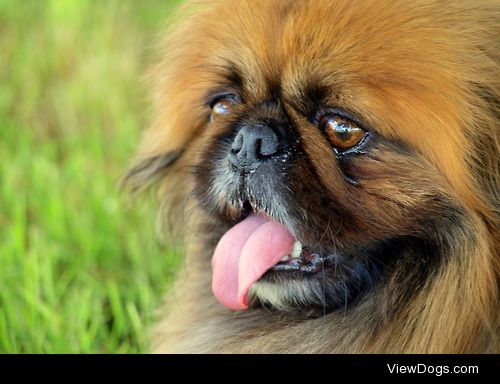 Délice, 5 years-old pekingese.