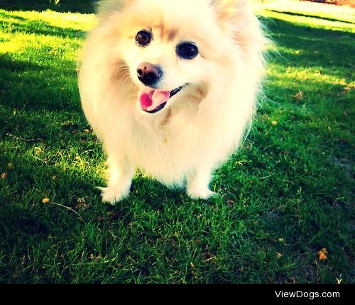 This is Louis, my 7 yr old German Spitz. He has a tendency to…