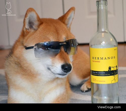 The Shiba Sommelier, lookin’ cool!