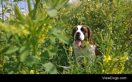 Daisy, 6 months, Saint Bernard