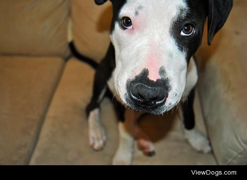 Zeus  the pitbull terrier.