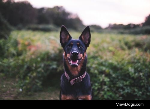 Australian Kelpie / / Benjamin Piper