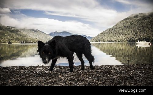 DarkDog / / Ricardo Pardo