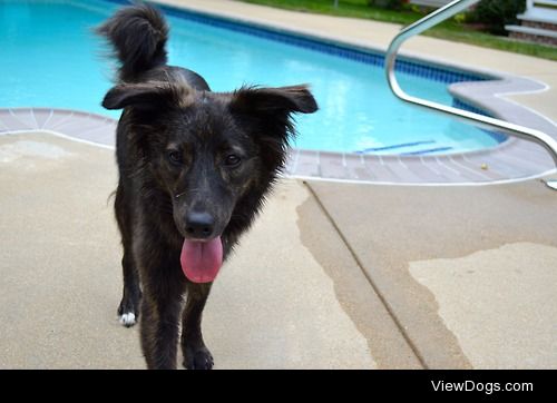 Ollie at the pool yesterday. He’s just now figuring out he can…