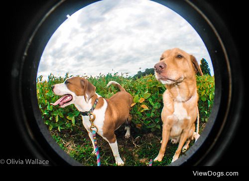 Bonnie and Clyde on our adventure through the fields!