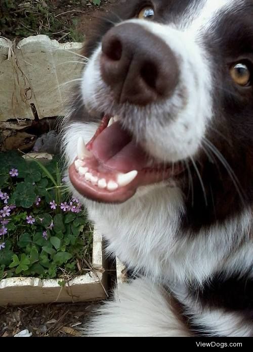 The most hyperactive and photogenic dog. Jessie the Border…