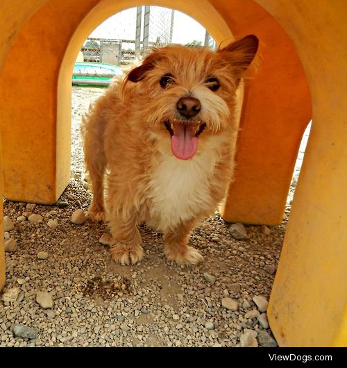 Setta, 2 year old Yorkie, Westie & Scottie mix.
See more at…