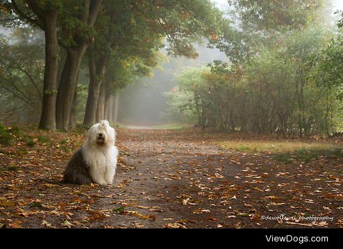 {x}{x}
Would You Rather…
Have an Old English Sheepdog or a…