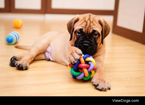 little puppy bullmastiff played in the house


Ton Nguyen