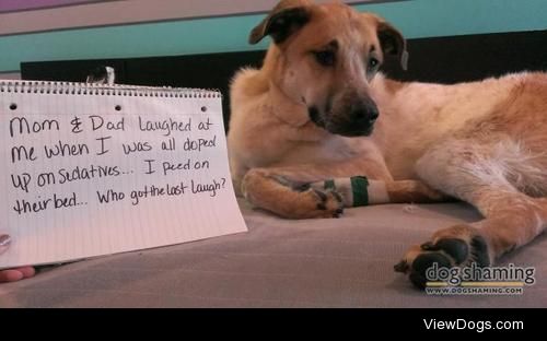 Who got the last laugh?

Our doggy Ramathorn cut his foot and…