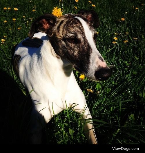 Chip the whippet sunbathing with dandelions.