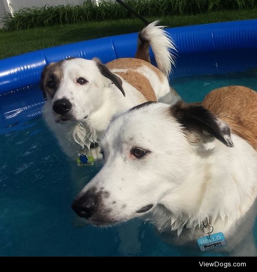 Our boys, Turkey and Burger enjoying the pool with their new…