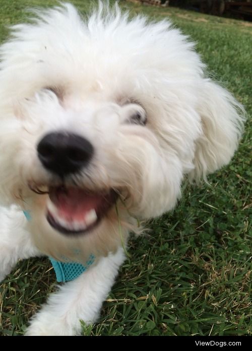 Weasley Granger, a 10 month old bichon.