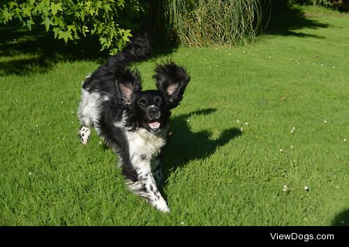 MAX! Being a true English SPRINGER spaniel!