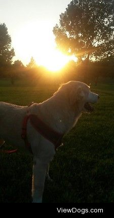 My gorgeous dog bella! She is a golden retriever/yellow lab…