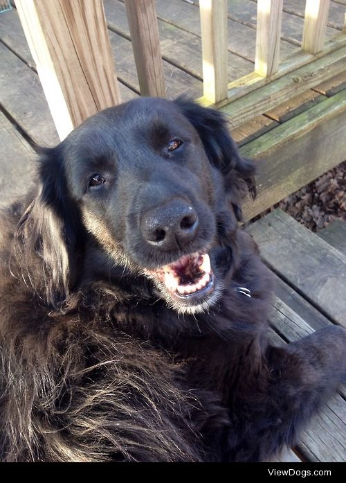 This is the fluff of my life, my 10 year old Black Lab/Border…