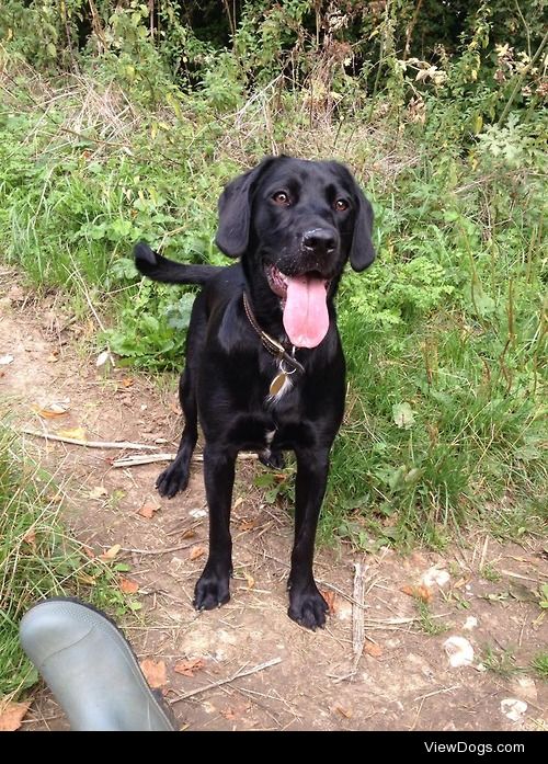 Bramble, my princess, on a walk!! She is 1 year old and a lab x…