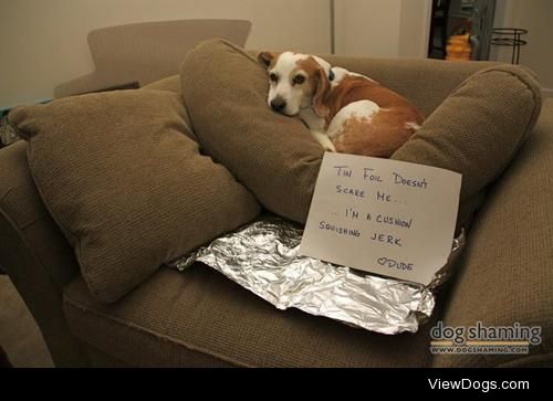Foiled again!

The tin foil is supposed to deter our three dogs…