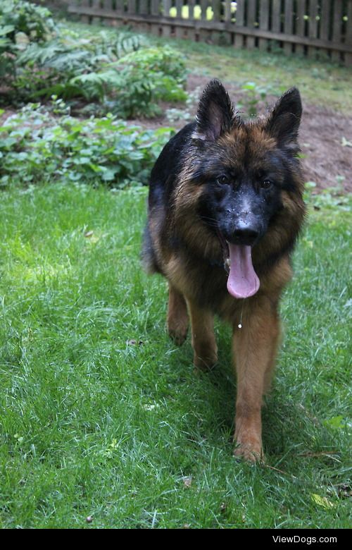 Taran the water loving German Shepherd