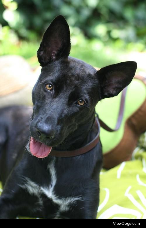 Scarlett
Belgian Shepherd Malinois & Shepherd Mix • Young •…