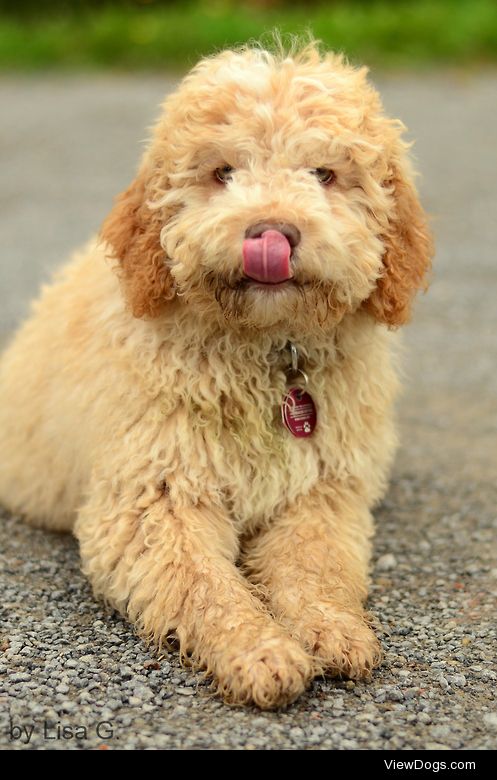 This is Lenni, our friend’s 3 month old Lagotto Romagnolo puppy