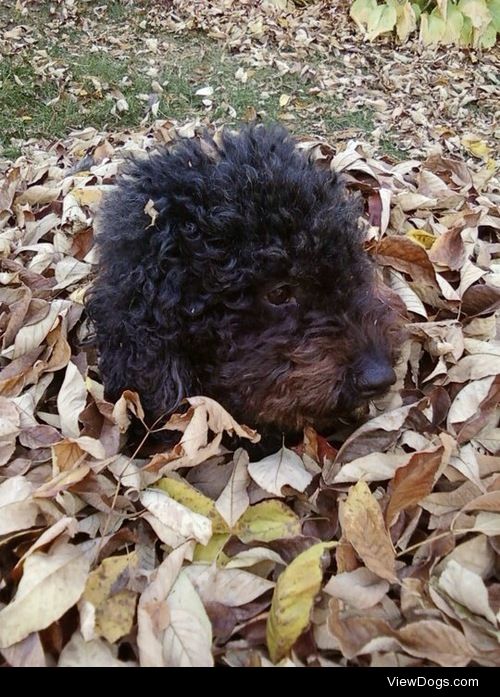 My 8 year old labradoodle Layla loves to hang out in leaf piles