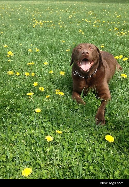 This is my big and beautiful chocolate lab, Ringo, who recently…