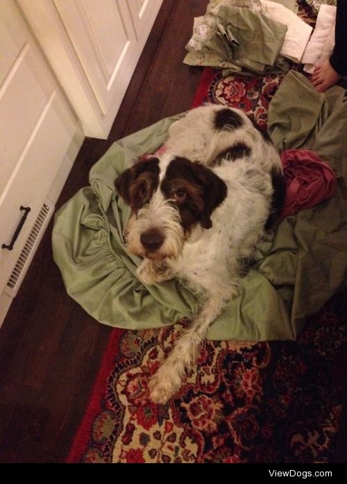 He loves laundry.