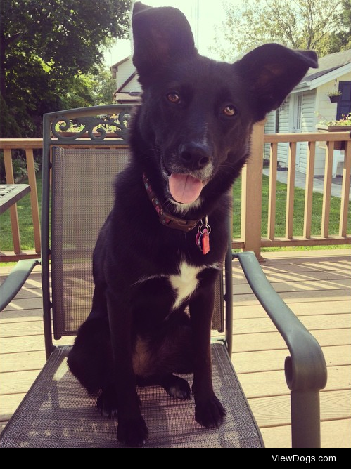 this is mya. part border-collie, part shepherd. she’s a…