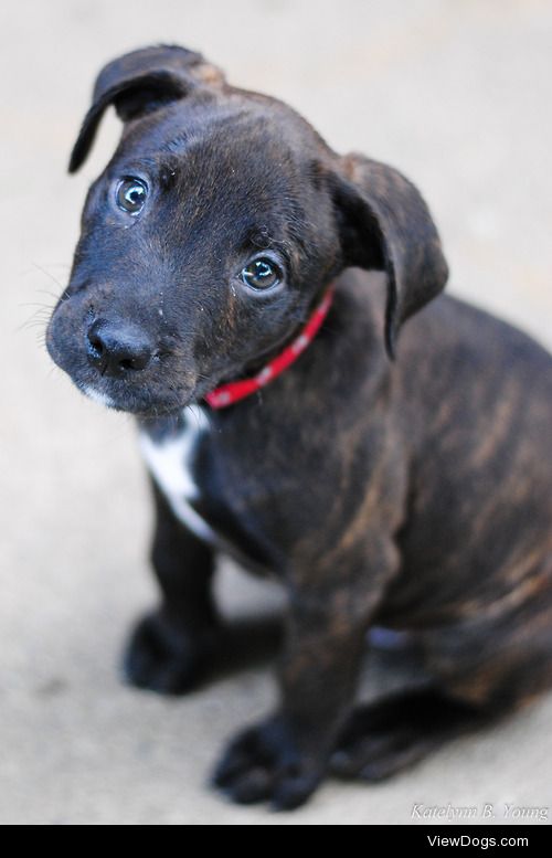 shepherd-tails:

9/14/2014
Drake, my mom’s boxer/lab puppy. 