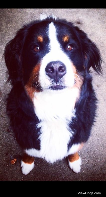 Phineas. Bernese Mountain Dog.  3 years old.