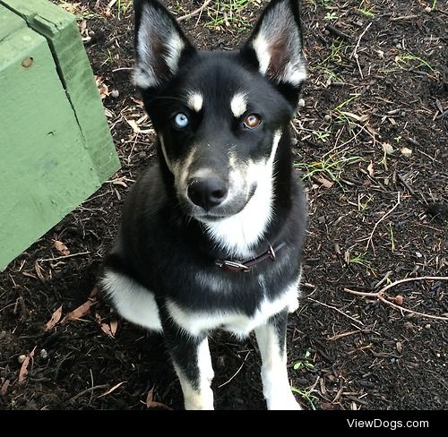 My 11 month old siberian husky pup Hachiko!