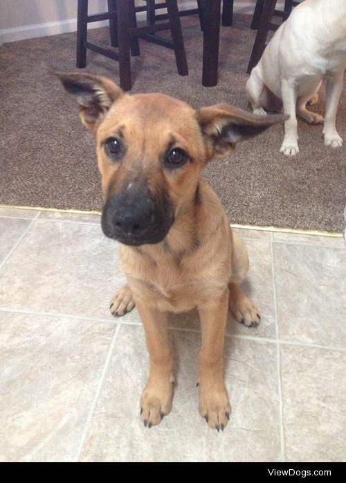 Ruby, my 12 week old shepherd mix (: