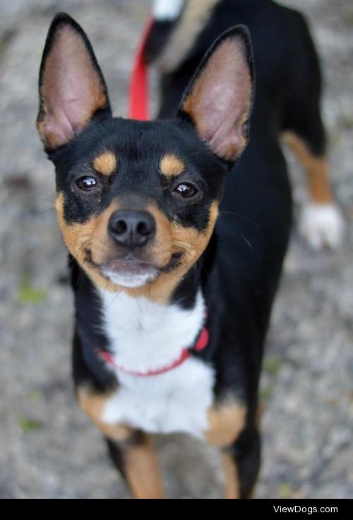 Bugsy
Miniature Pinscher & Rat Terrier Mix • Young • Male •…