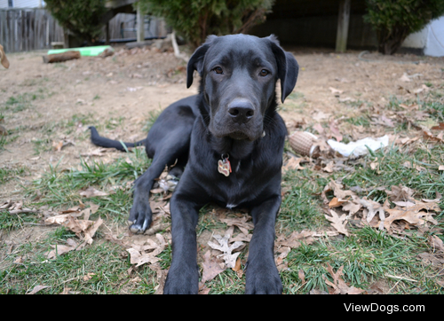 ireallylovedogsok:

my brothers incredibly handsome dog