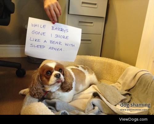 Sleep Apnea Bear-Dog

Moly sits under my desk and snores ALL DAY…