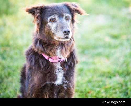 Brownie
Australian Shepherd • Senior • Female • Medium
Pet…