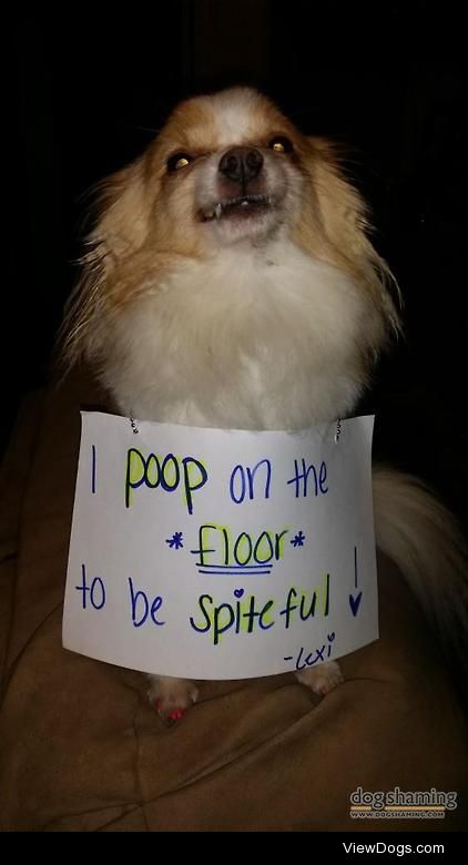 Whoa there, satan…

I poop on the floor to be spiteful. When…