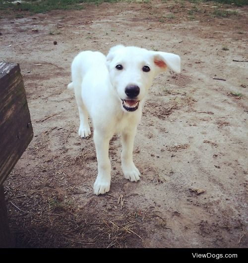 Our white shepherd Lucy. Her ears are slowly sticking up….