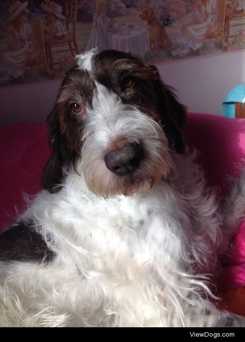 My very photogenic German Wirehaired Pointer, Hammie.