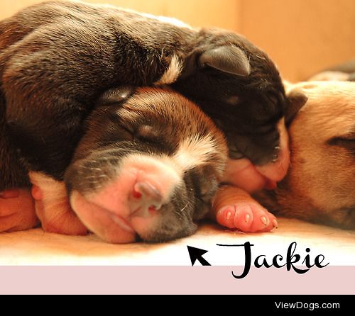 jackie .. 24 hours of life !! American staffordshire…