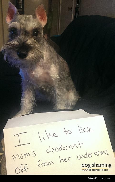 Little Bearded Dog Approved

“I like to lick mom’s…