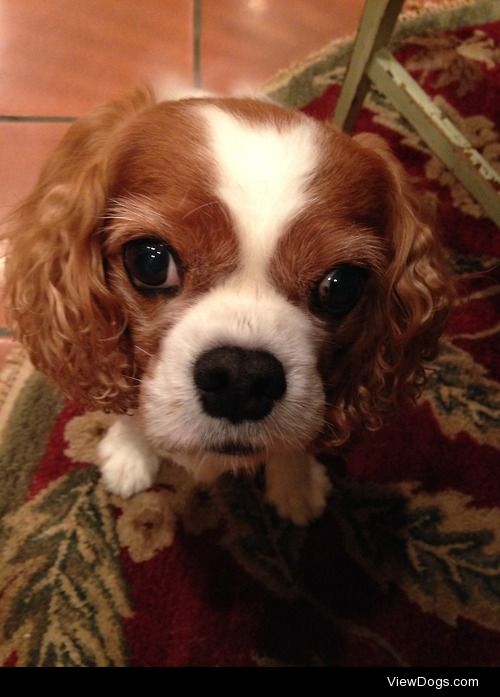 Oliver the Cavalier