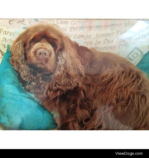 My beloved Alfie, a rare and beautiful Sussex Spaniel.
