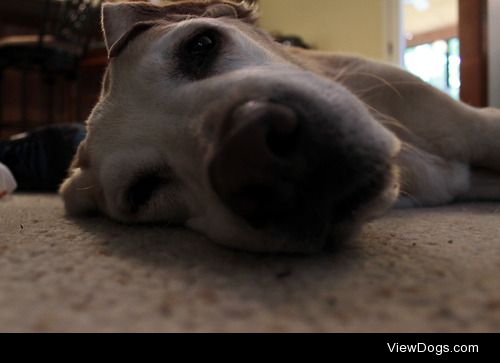 Our yellow labrador retriever Murray, who owns my heart.