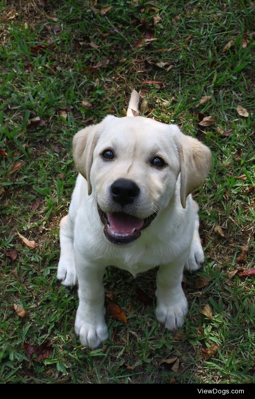 southernsnowdogs:

The little ridge in the center of Teegan’s…