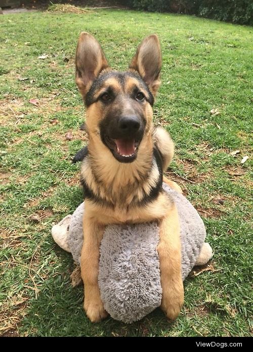 blogaboutwhyisuck:

She loves her shark pillow…